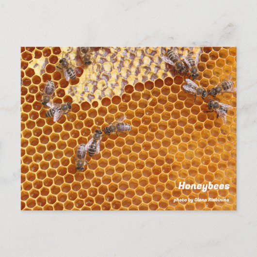 Abeilles domestiques sur carte postale de la ruche (Devant)