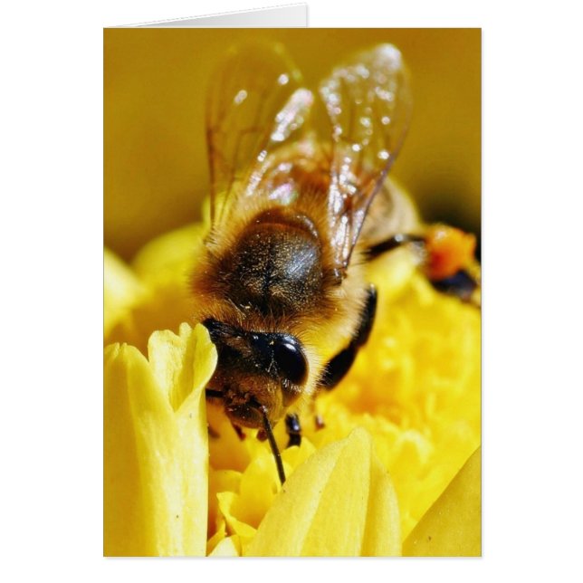 Abeilles Pollen Insectes Ailes Macro Bugs (Devant)