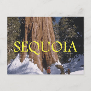 ABH Sequoia Briefkaart