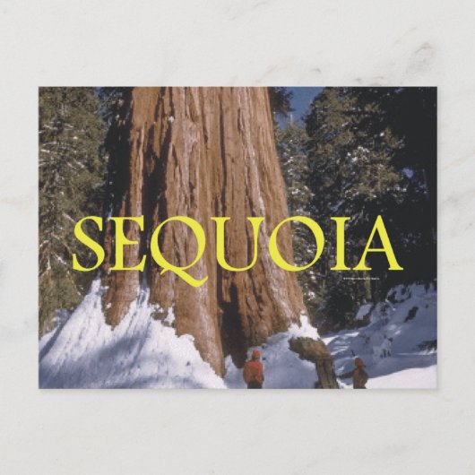 ABH Sequoia Briefkaart (Voorkant)