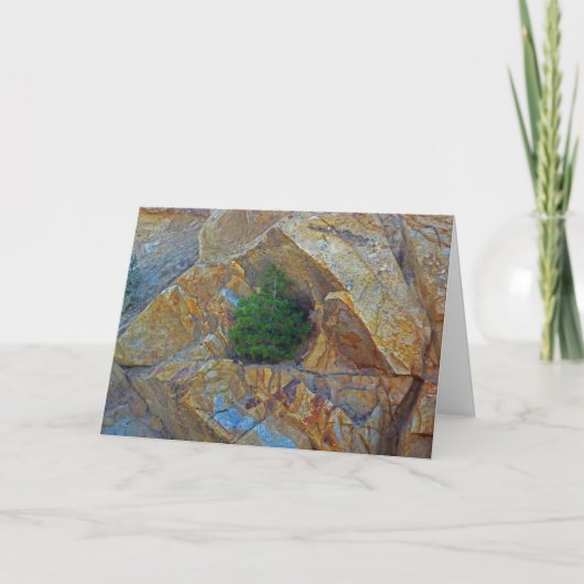 Abri de la carte de voeux de la saison des tempête (Devant)