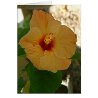 Abrikocyt Hibiscus Flower