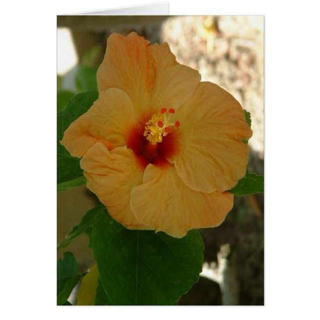 Abrikocyt Hibiscus Flower (Voorkant)