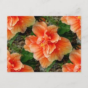 Abrikocyt Hibiscus Tropische Bloem Briefkaart