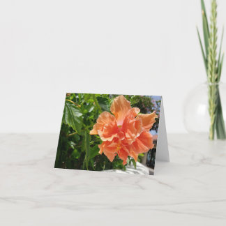 Abrikoos Hibiscus tropische bloem blanco notitieka Kaart