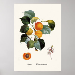 Abrikoos Poster