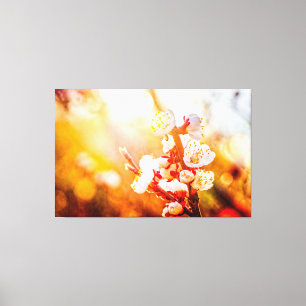 Abrikoos Sakura Bloemen In Het Licht Van De Onderg Canvas Afdruk