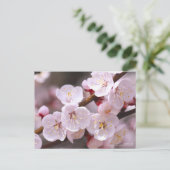 Abrikozen:Briefkaart Briefkaart (Staand voorkant)