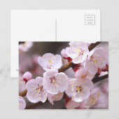 Abrikozen:Briefkaart Briefkaart (Voorkant / Achterkant)