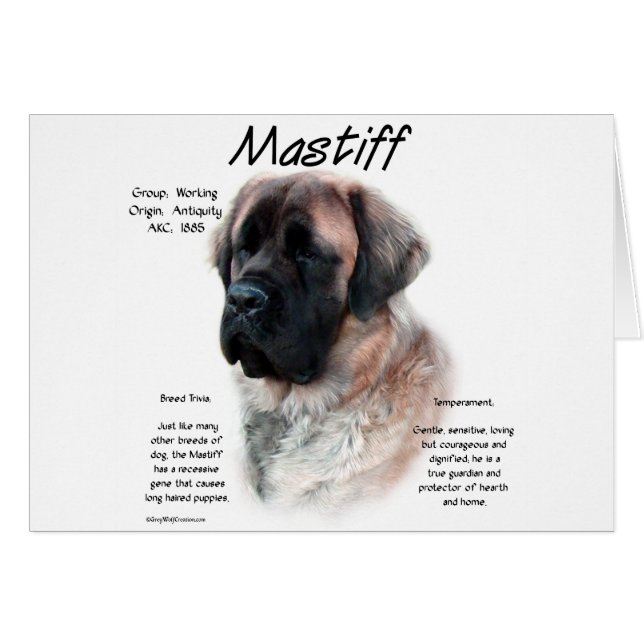 Abrikozen Fluffy Mastiff Geschiedenis (Voorkant Horizontaal)
