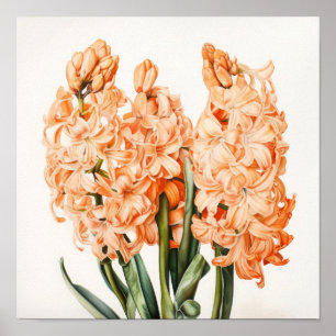 Abrikozen Hyacint Bloemenkunst Print Poster