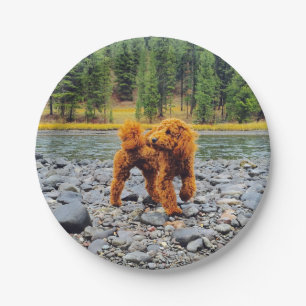 Abrikozen Poodle - Aanpasbare Cadeau Papieren Bordje