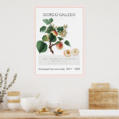 Abrikozen,  Poster met botanische illustratie (Keuken)