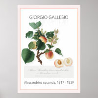 Abrikozen,  Poster met botanische illustratie