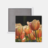 Abrikozen tulp magneet (Voorkant / Achterkant)