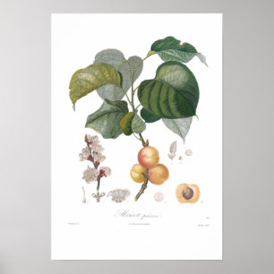 Abrikozen, vroege abrikozen poster
