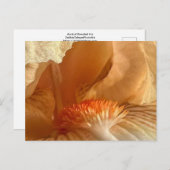 Abrikozenbebaarde iris Briefkaart (Voorkant / Achterkant)