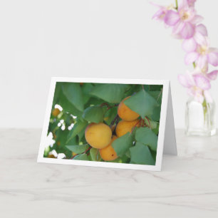 Abrikozenfruit aan boom kaart