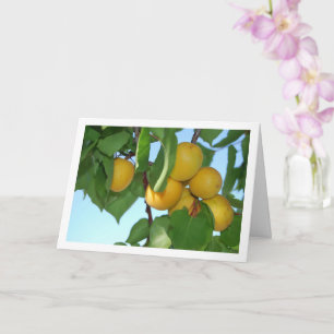 Abrikozenfruit aan boom kaart