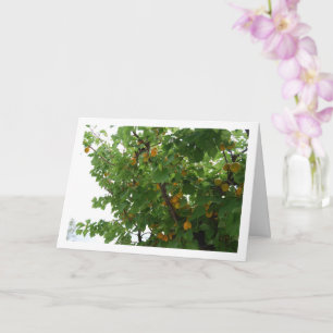 Abrikozenfruit op boom portret kaart