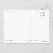 AbrikozenRoos Briefkaart (Achterkant)