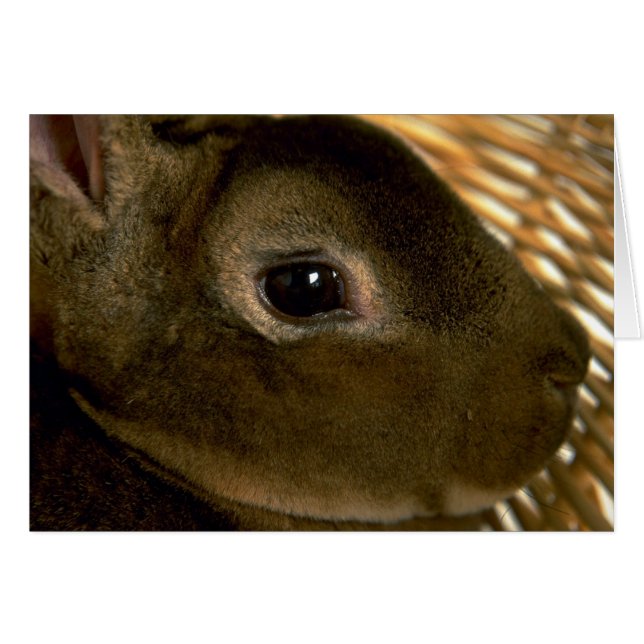 Abrite Rex Rabbit (Voorkant Horizontaal)