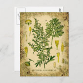Absinthe Botanische Collage Briefkaart (Voorkant / Achterkant)