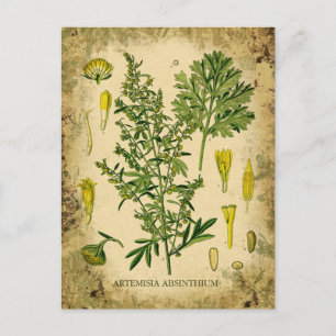 Absinthe Botanische Collage Briefkaart