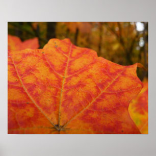 Abstract Oranje en Rode Esdornblad Herfst Natuur Poster