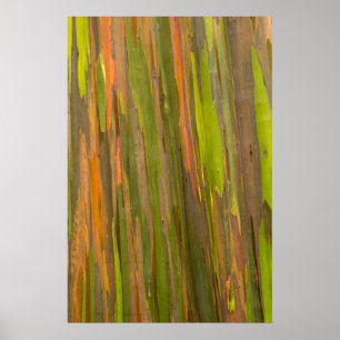 Abstract van Eucalyptusschors Poster