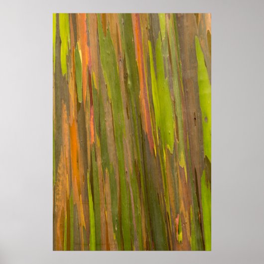 Abstract van Eucalyptusschors Poster (Voorkant)
