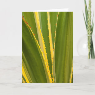 Abstracte afbeelding van Agave Plant Kaart