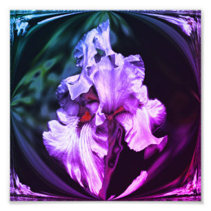 Abstracte Bearded Iris Flower Art 8x8 Foto Afdruk