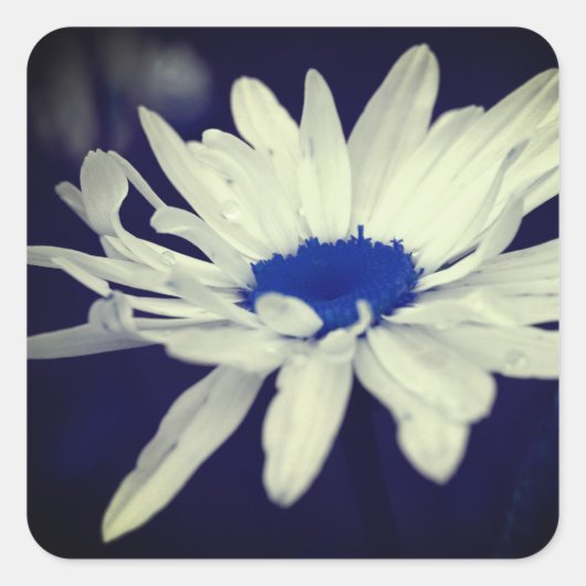 Abstracte Daisy Blue Center Flower Art Vierkante Sticker (Voorkant)