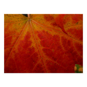 Abstracte herfst-natuurfotografie van rode esdoorn perfect poster