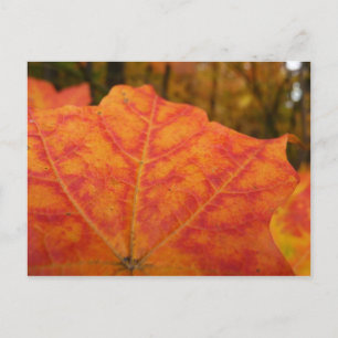 Abstracte herfst Sinaasappel- en Rode Maple Natuur Briefkaart