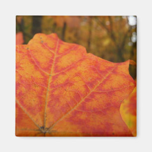 Abstracte herfst Sinaasappel- en Rode Maple Natuur Magneet