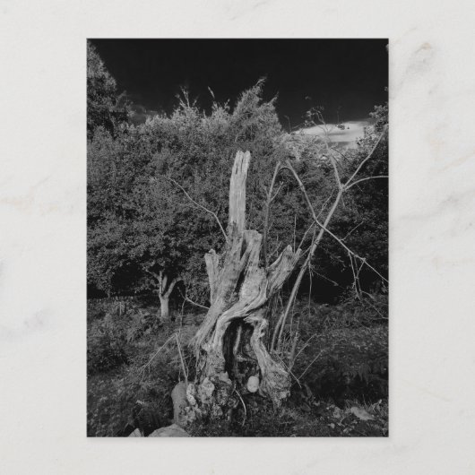 Abstracte horrorkunst - poppenhoofd in dode boom briefkaart (Voorkant)