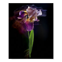 Abstracte Iris Bloem – Elegante Bloemkunst