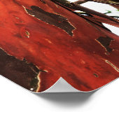 Abstracte Natuur - geslepen schors 1 Poster (Hoek)