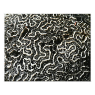 Abstracte Natuur Zwart-witkoraal II Foto Afdruk