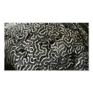 Abstracte Natuur Zwart-witkoraal II Foto Foto Afdruk