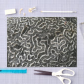 Abstracte Natuur Zwart-witkoraal II Foto Tissuepapier (Craft)