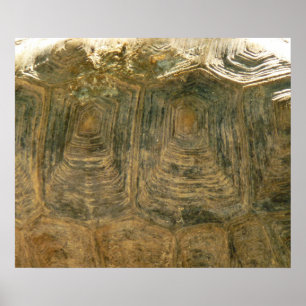 Abstracte natuurfoto van schildpadschild poster