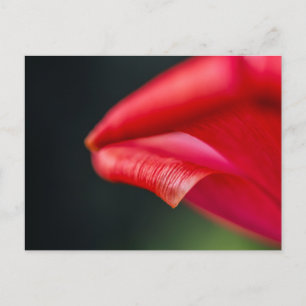 Abstracte rode tulp bloemblad macro foto briefkaart