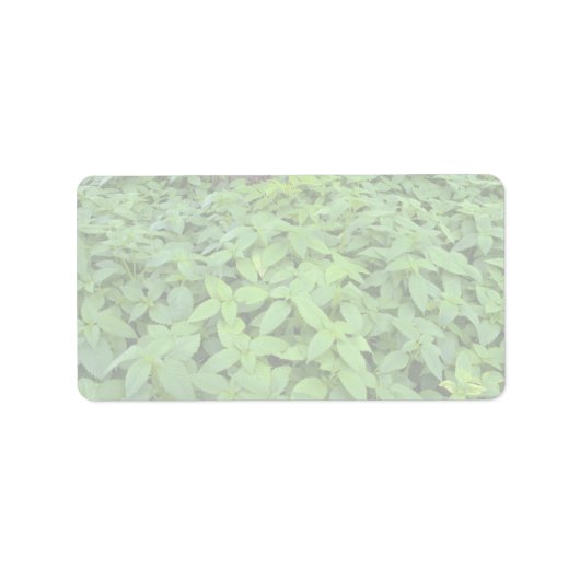 Abstracte Wilde muntbladeren Etiket (Voorkant)