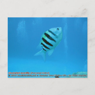 Abudefduf saxatilis (sergeant-majoor) briefkaart