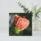 Abutilon Biltmore Ballgown (Staand voorkant)