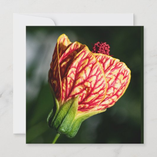 Abutilon Biltmore Ballgown (Voorkant)