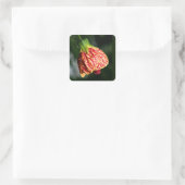 Abutilon Biltmore Ballgown Vierkante Sticker (Tas)